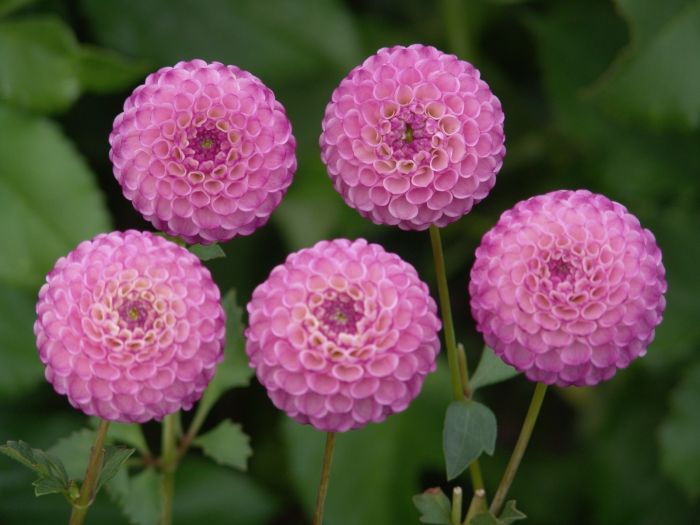 当季大流行 Zippity Dahlias Swan | Da Do タオル
