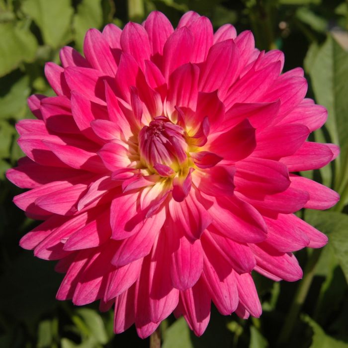 MELISSA M | Swan Dahlias