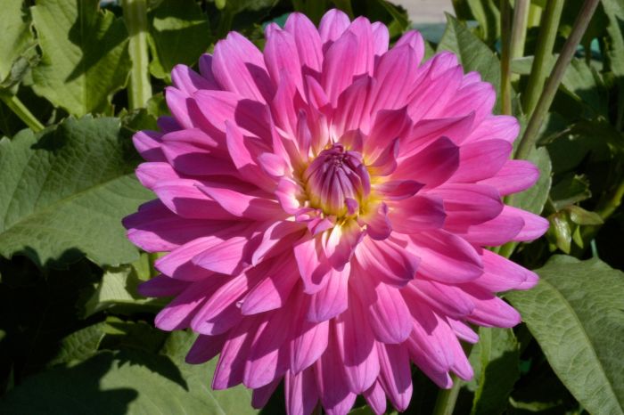 MELISSA M | Swan Dahlias