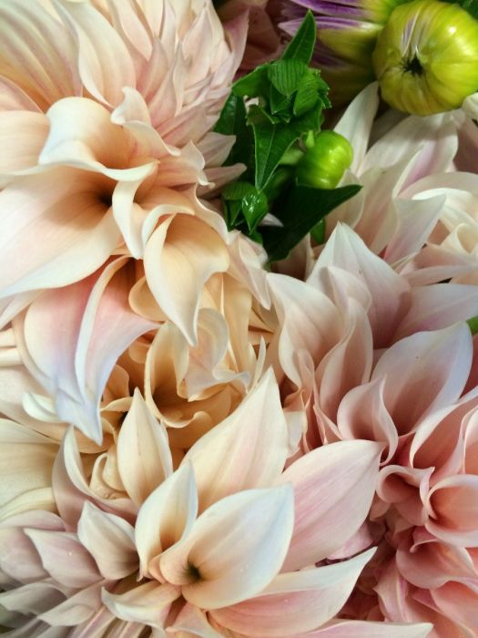 CAFE AU LAIT | Swan Dahlias