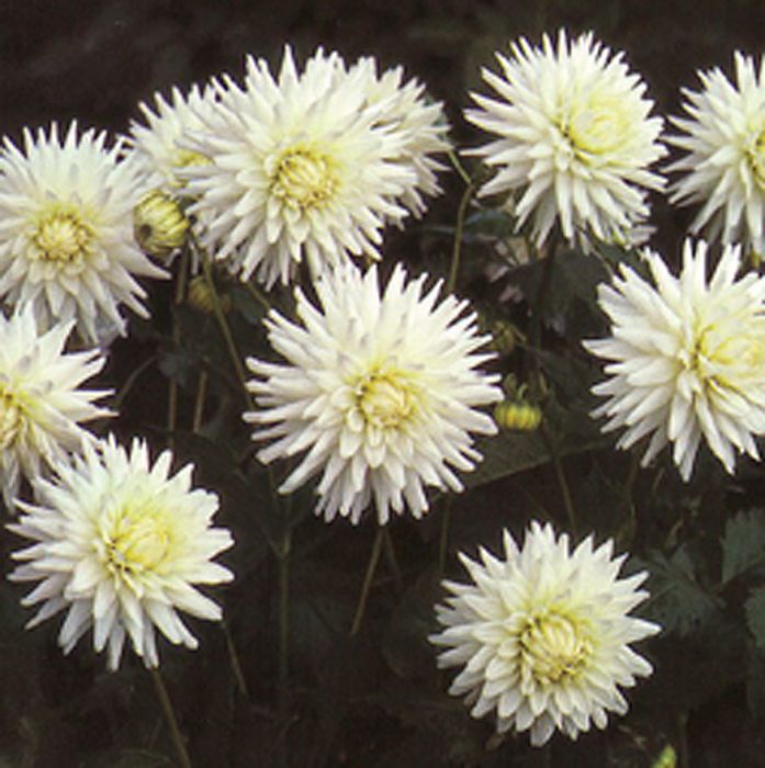 ALL TRIUMPH | Swan Dahlias