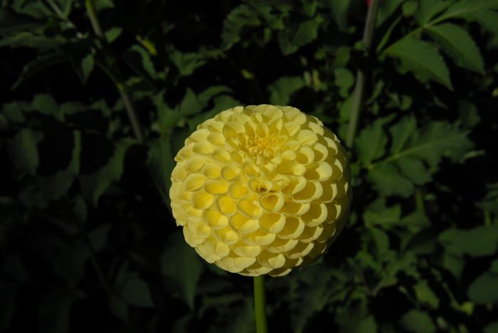 CLEARVIEW DANIEL | Swan Dahlias