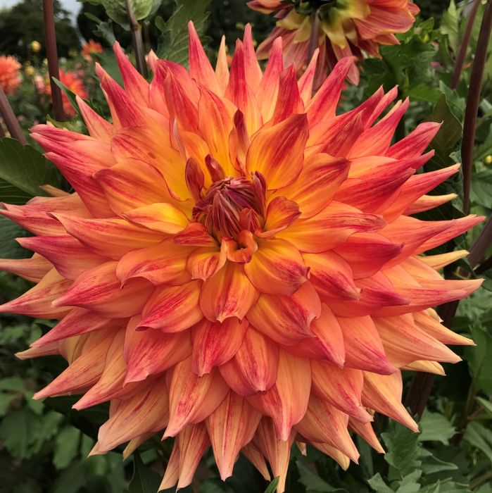CANBY CRAZY | Swan Dahlias