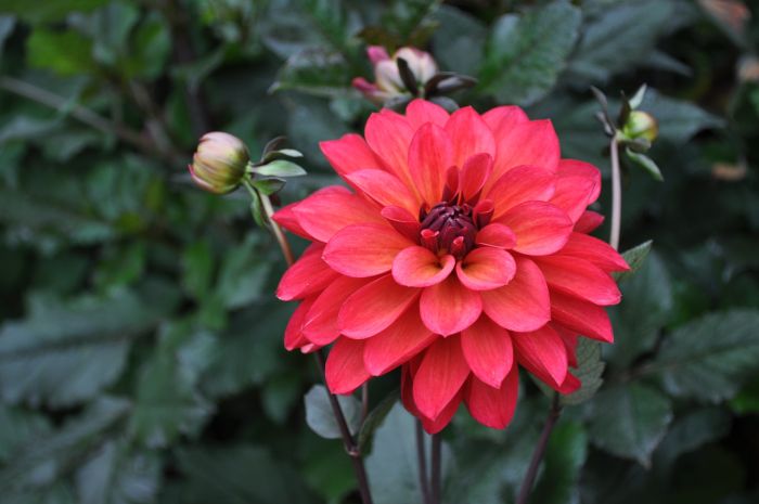 GROOVY | Swan Dahlias