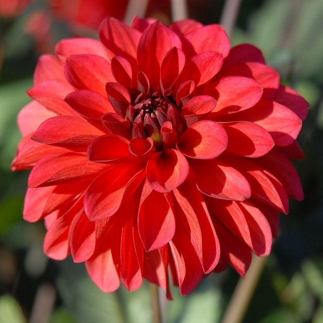 GROOVY | Swan Dahlias