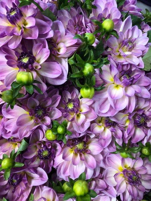 LISA LISA | Swan Dahlias