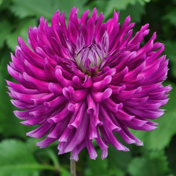 チェリーパイ 220SUS ブラックトビウオ/ピンクヘッド G492 チェリーパイ 220SUS ブラックトビウオ/ピンクヘッド G492 チェリー