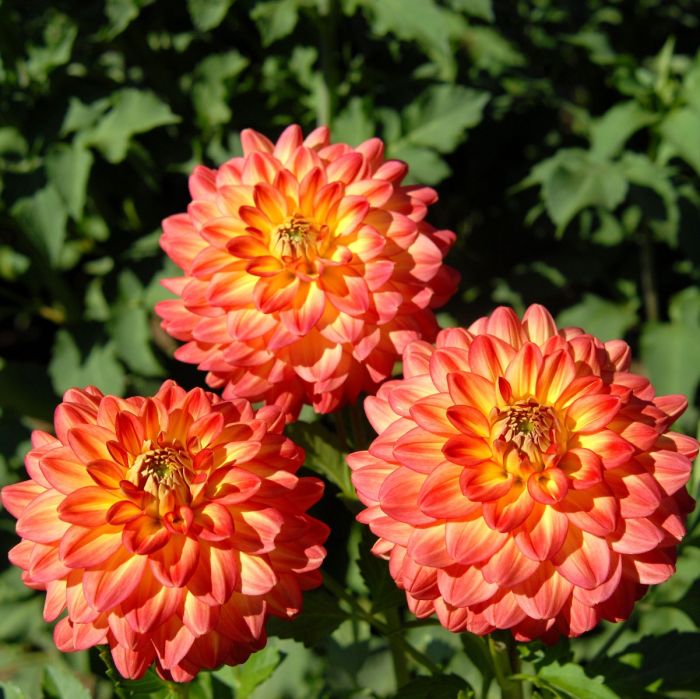 HALF PINT | Swan Dahlias