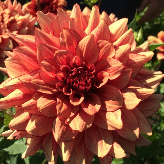 N-FORCE | Swan Dahlias