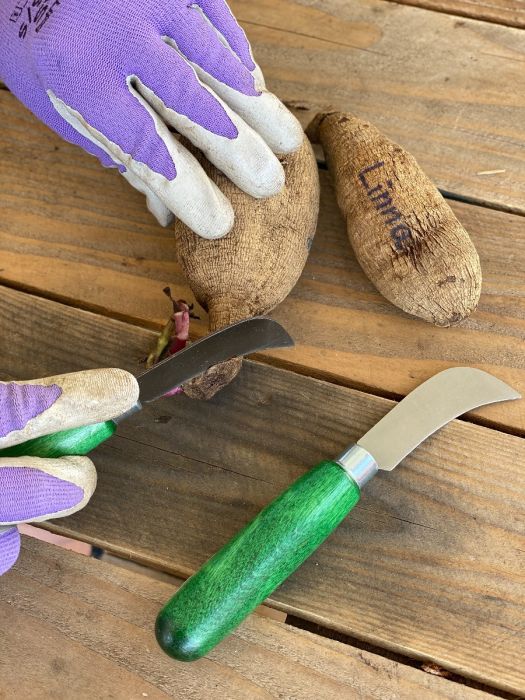 Dahlia Tuber Dividing Knife | Swan Dahlias
