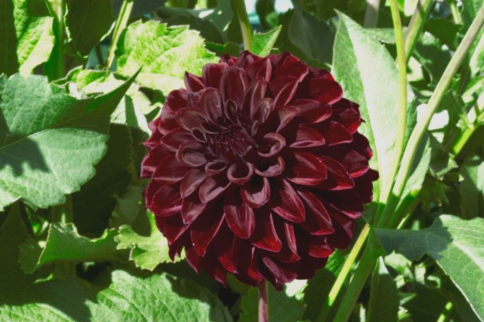 BLACK SATIN | Swan Dahlias