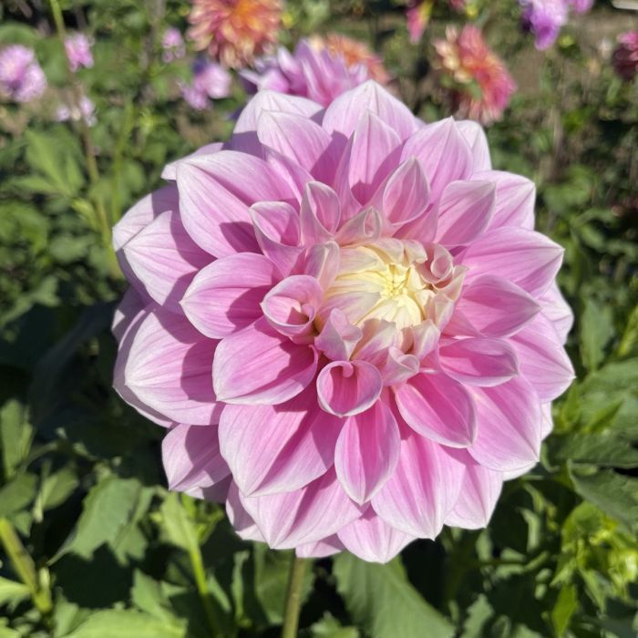 gemini | Swan Dahlias
