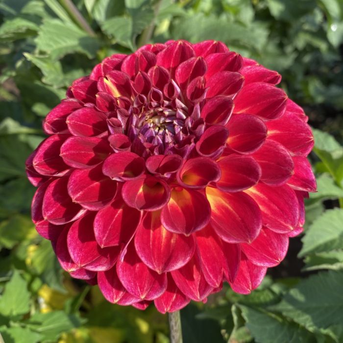 MATTY BOO | Swan Dahlias
