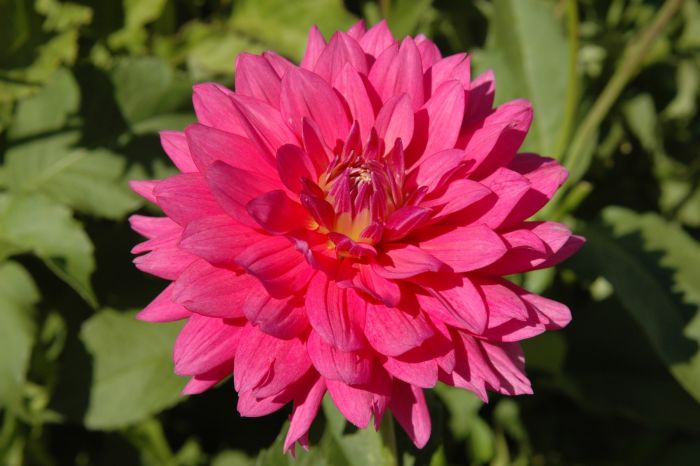 JENNA | Swan Dahlias
