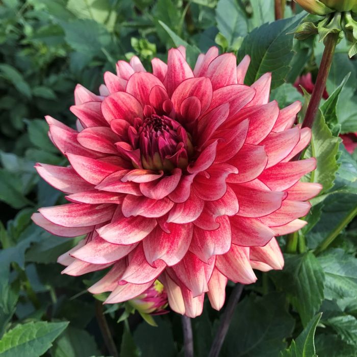 N-FORCE | Swan Dahlias