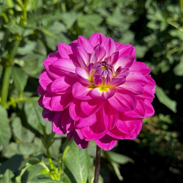 HOT TO GO | Swan Dahlias