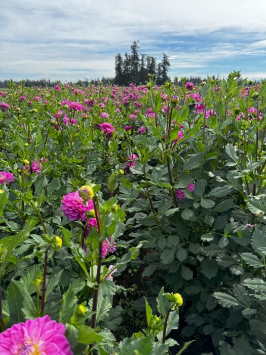 HOT TO GO | Swan Dahlias