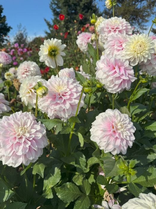 familiar × stina Dahlia Ballet Charm Identify dahlia variety from photo?