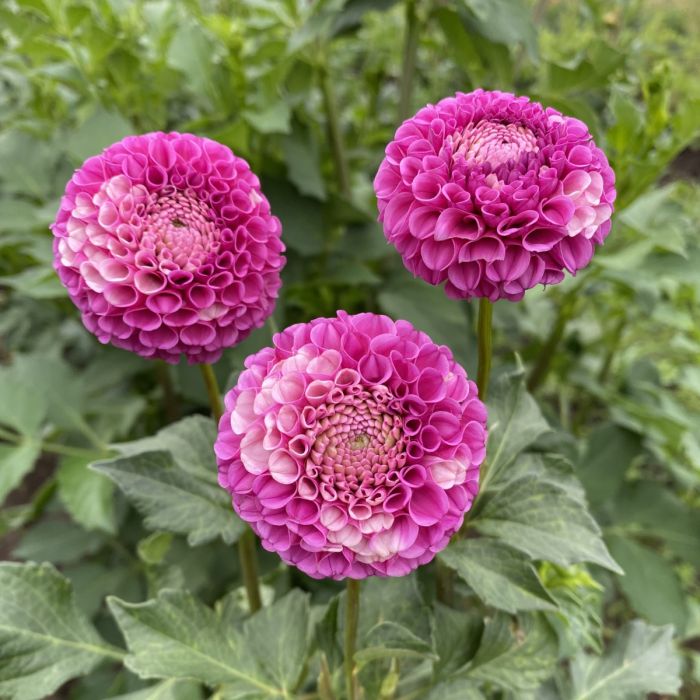 【予約】 Dee La Da Dahlias Swan | タオル