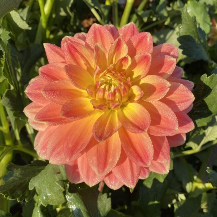 OCTOBER SKY | Swan Dahlias