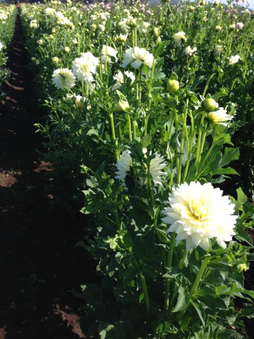TAPIOCA | Swan Dahlias