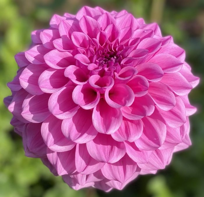 Vintage | Swan Dahlias