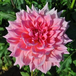 OTTO'S THRILL | Swan Dahlias