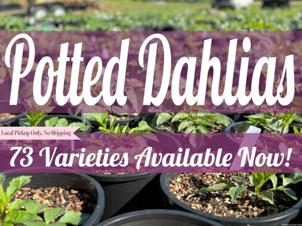 2024 Potted Dahlias