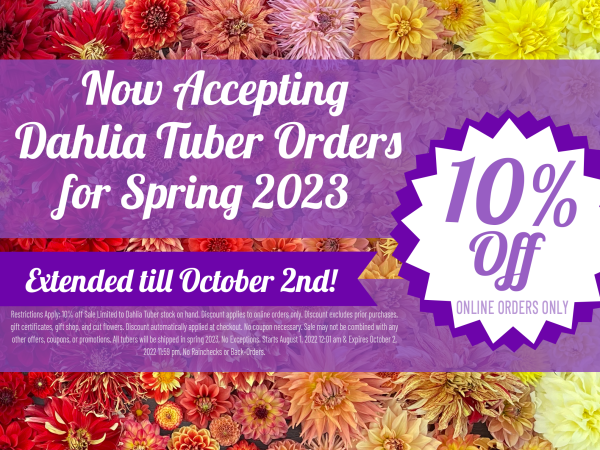 10% OFF Dahlia Tubers Orders - EXTENDED!