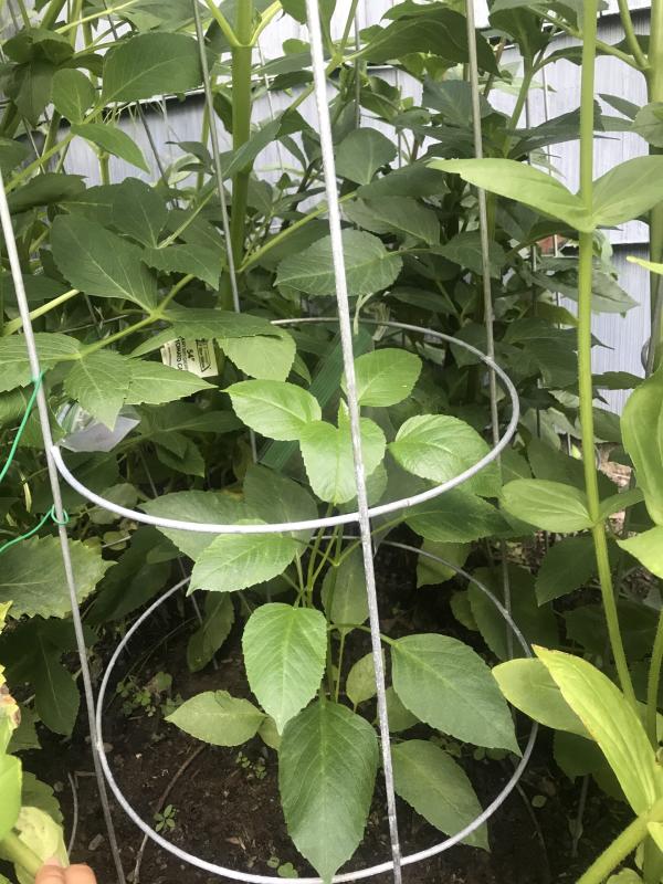General Care for Growing Beautiful Dahlias: Staking, Watering, Weeding & More