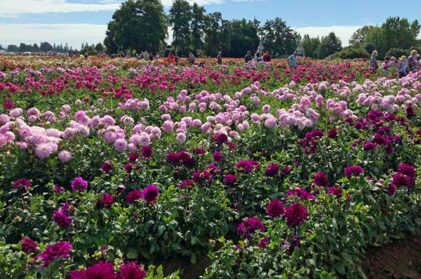 The Dahlia Festival is Coming! August 1, 2024!