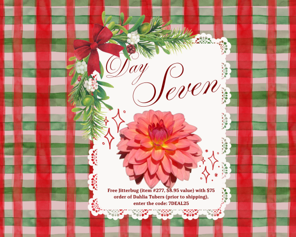 2025 - 12 Days of Deals - Day Seven