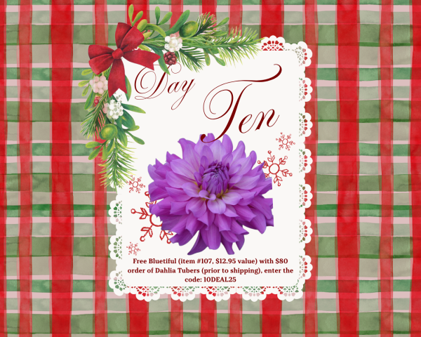 2025 - 12 Days of Deals - Day Ten