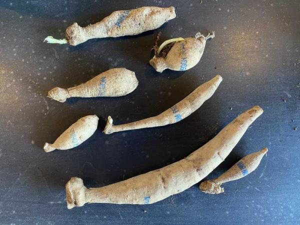 What will my tubers look like