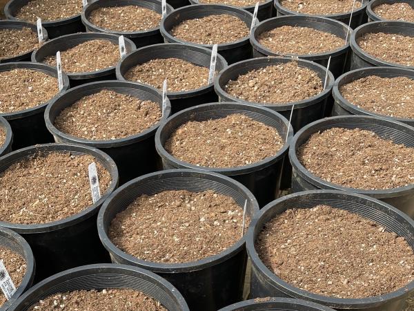 Planting Instructions