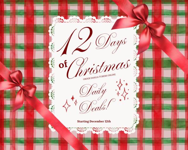 2025 - 12 Days of Christmas - Daily Deals