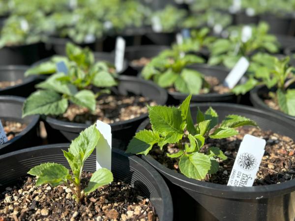 2025 - Potted Dahlias Coming Soon!