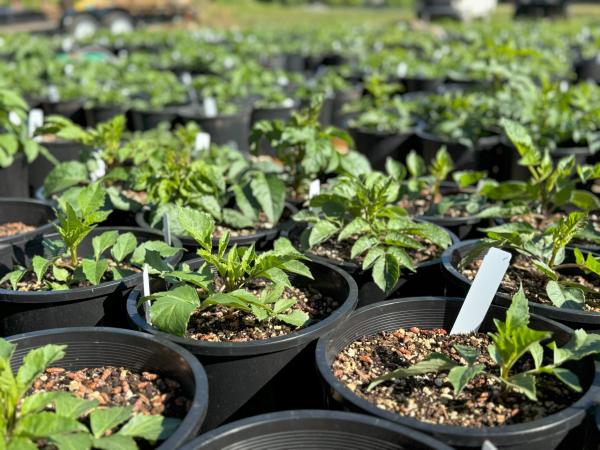 2025 - Potted Dahlias - Available Now!