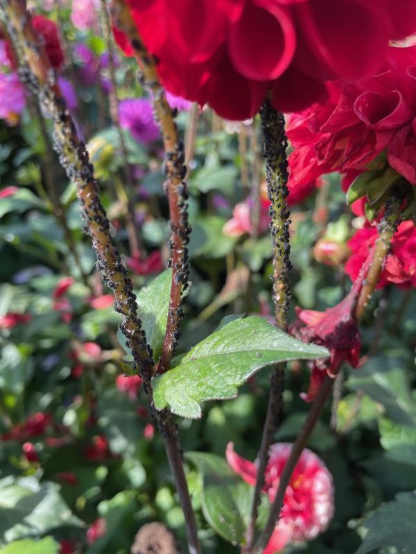 Dahlia Pest & Disease Management