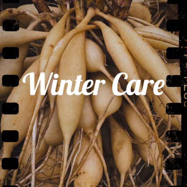 2025 - Winter Care