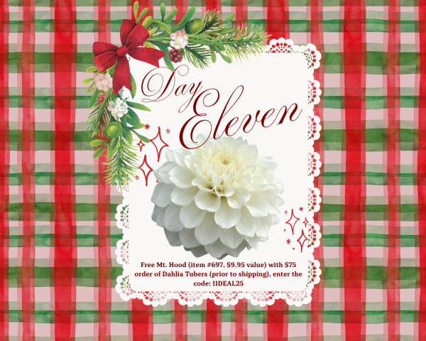2025 - 12 Days of Deals - Day Eleven