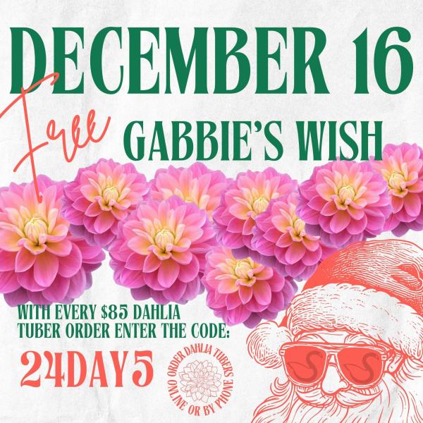 2024 12 Days of Deals - Day 5