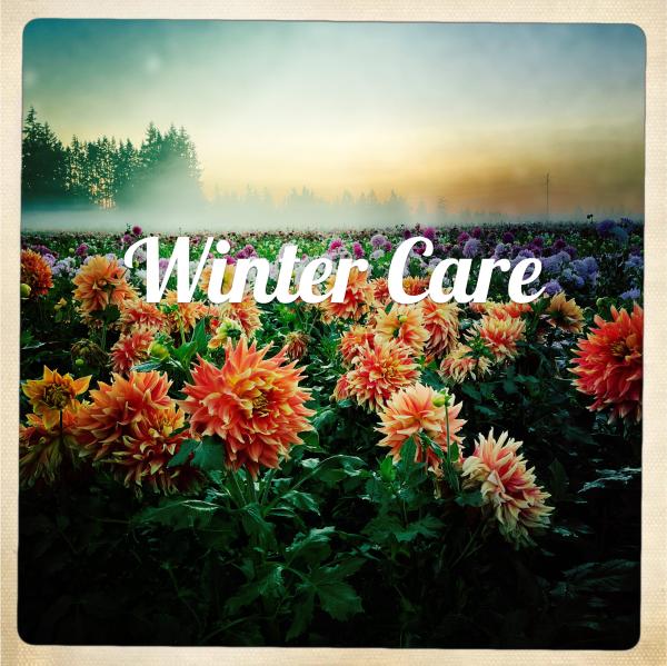 2022 Winter Care Guide