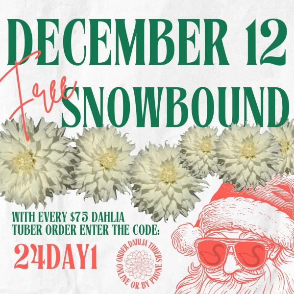 2024 12 Days of Deals - Day 1