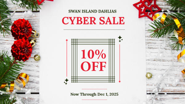 2025 - Cyber Sale