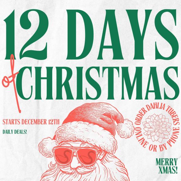 2024 12 DAYS OF DEALS