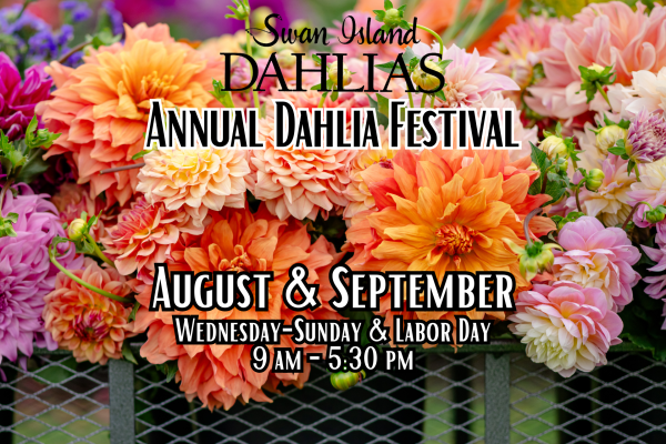 2025 - Mark Your Calendars: Dahlia Festival + Sale Sneak Peek!