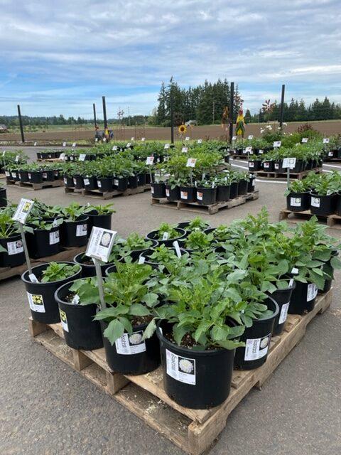 Potted Dahlias Purchased at the farm