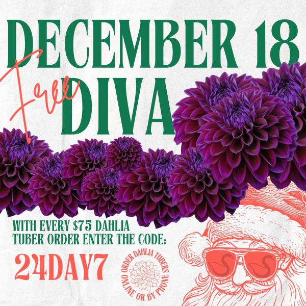 2024 12 Days of Deals - Day 7