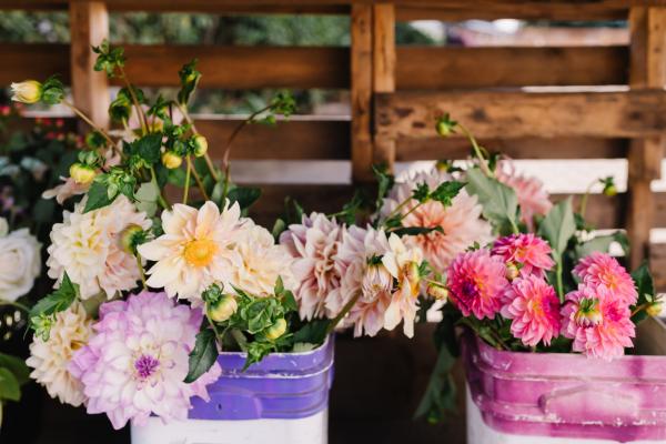 How to Best Enjoy Your Dahlias: Bloom Times, Cutting Tips & More